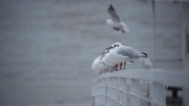 Bir martının yavaşça bağırması.