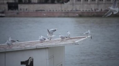 Beyaz martı çatıya iniyor. 