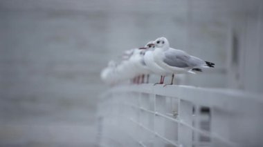 Nehrin kıyısında bir sırada oturan martılar