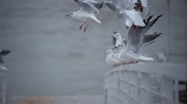 Beyaz martı sürüsü uçup gidiyor. 