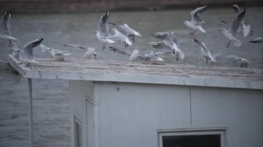 Beyaz martılar uçup gidiyor