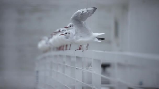 Fechar de uma gaivota branca voando para longe — Vídeo de Stock