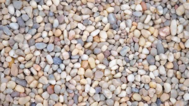 Pebbles no fundo do jardim — Vídeo de Stock