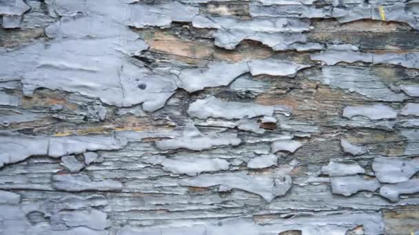 Stare malowane niszczycielskie drewniane ściany tekstury — Wideo stockowe