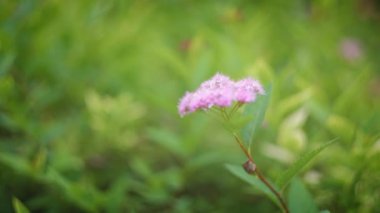 Yeşil arkaplanda çiçekleri kapat