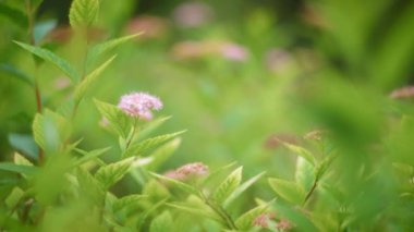 Doğal arka planda mor çiçek