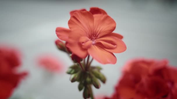 Bellissimo fiore di gerani rossi — Video Stock