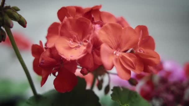 Närbild av röd begonia blomma — Stockvideo