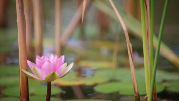 Linda flor de lótus e lírio de água — Vídeo de Stock