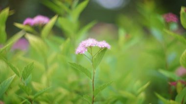 yeşil yapraklı mor çiçek