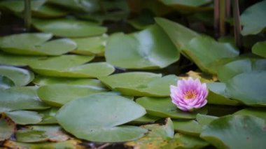 Nilüferler gölette