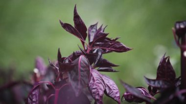 Kırmızı çiçeğe yaklaş.