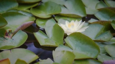 Nilüfer çiçeği ve nilüfer çiçeği