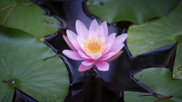 池の美しい紫蓮 — ストック動画
