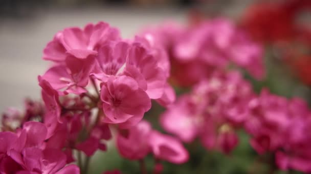 Närbild av rosa pelargoner blomma — Stockvideo