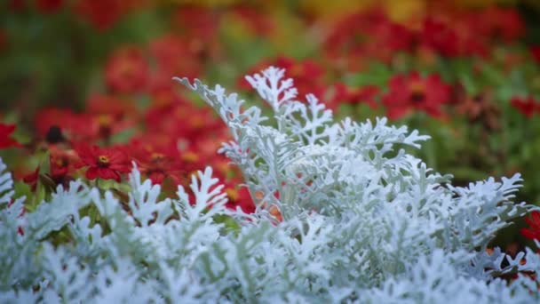 Cineraria maritima i czerwone kwiaty — Wideo stockowe