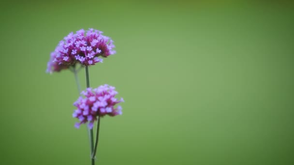 Hermosas flores de algodoncillo morado — Vídeos de Stock