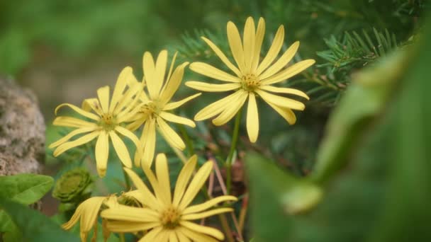 Złoty aster kwiat na zielonym tle — Wideo stockowe