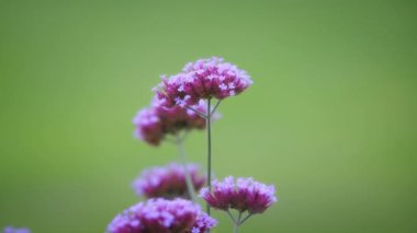 Yeşil arka planda süt otu çiçekleri