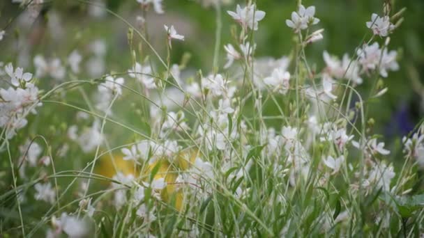 Schöne weiße Blumen blühen — Stockvideo