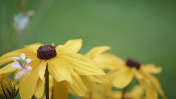 Primer plano de una hermosa flor amarilla — Vídeos de Stock