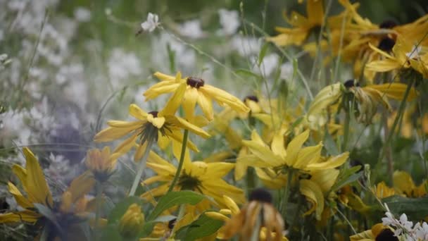 Κίτρινα λουλούδια ανθίζουν στον κήπο — Αρχείο Βίντεο