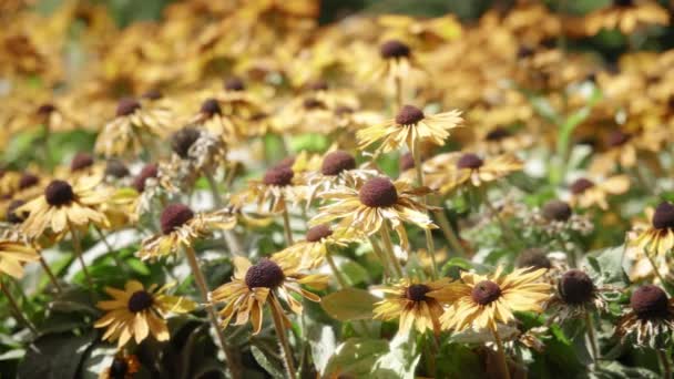 Πολύχρωμα μαυρομάτικα λουλούδια Σούζαν — Αρχείο Βίντεο