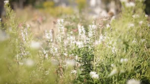 Цветущие белые цветы — стоковое видео