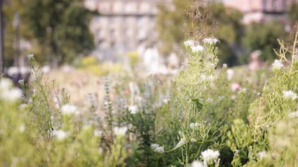 Plantas que florecen en el jardín de la ciudad — Vídeos de Stock