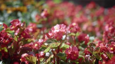 Bahçede açan kırmızı çiçekler