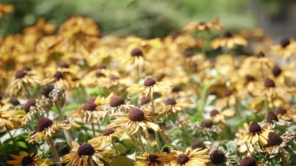 Hermosas flores de Susan de ojos negros — Vídeo de stock