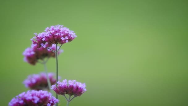 Пурпурные цветы из молочного сорняка, закрой — стоковое видео