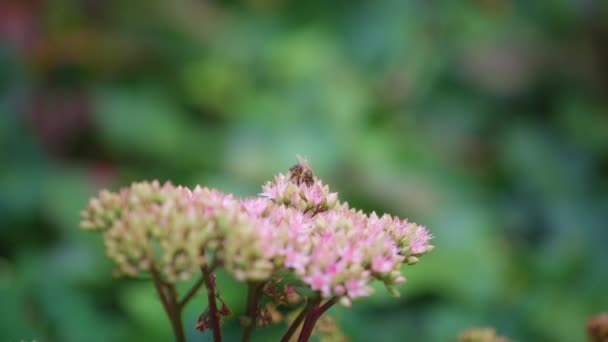 Primer plano de la abeja en la flor de la ambrosía — Vídeos de Stock