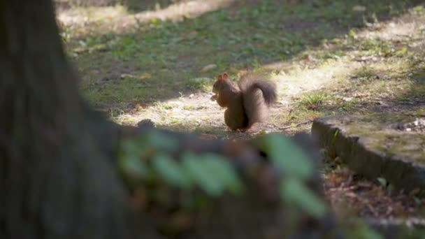 Ardilla comiendo comida junto a un árbol — Vídeos de Stock