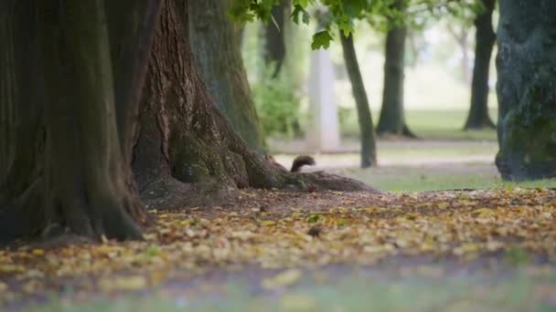 Red squirrels tail behind the tree — Stock Video