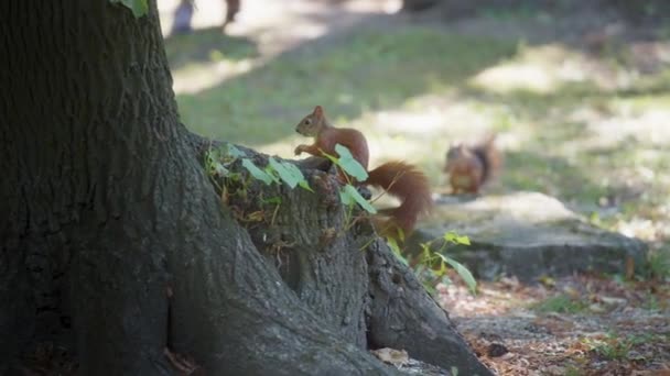 Écureuil assis à côté d'un arbre, mangeant — Video