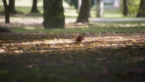 Червона білка біжить на золотому листі — стокове відео