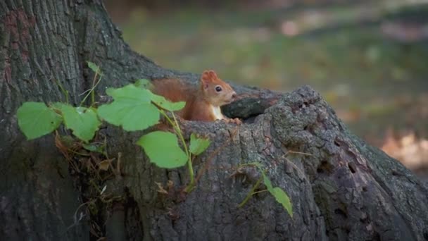Белка прячется на дереве, ест семена — стоковое видео