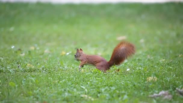 Vicces mókus ugrál a fűben. — Stock videók