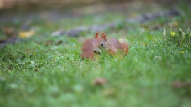 Eekhoorn spelen in het groene gras — Stockvideo