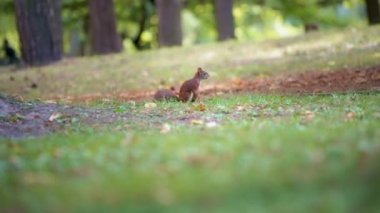 Çimenlerin üzerinde oturan sincap 