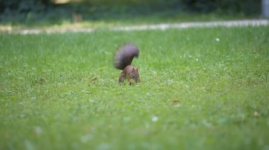 Kızıl sincap bir şey arıyor. 