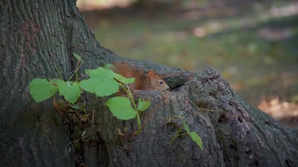 Scoiattolo rosso nascosto in un albero, da vicino — Video Stock