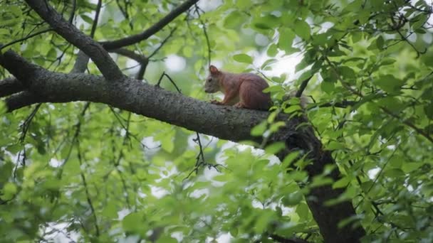 Esquilo sentado numa árvore num parque — Vídeo de Stock