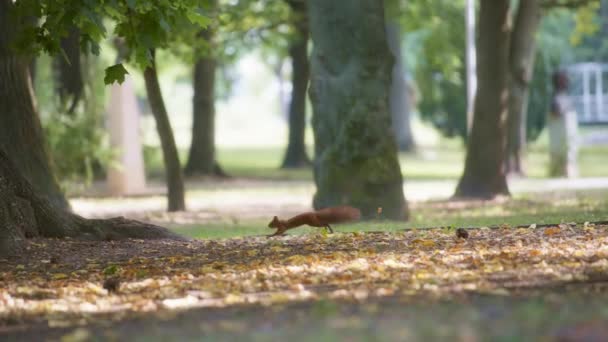 两只红松鼠在公园里奔跑 — 图库视频影像
