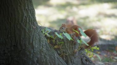 Kızıl sincap yiyecek arayan