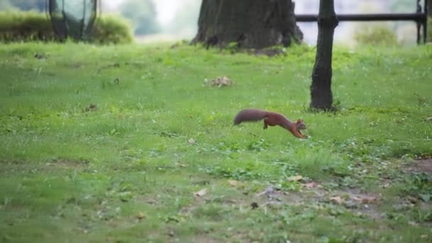 Ardilla Roja Corriendo Parque Trepando Árbol Movimiento Lento — Vídeos de Stock