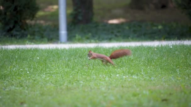 Écureuil cherche quelque chose — Video