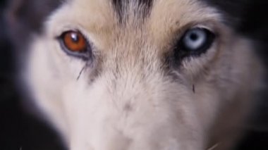 Gözlerinde heterokromi olan iri yarı bir köpek.
