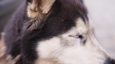 Üzgün, başıboş bir köpeğe yaklaş